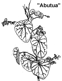 Cissampelos pareira