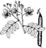 Cassia fistula botanical drawing